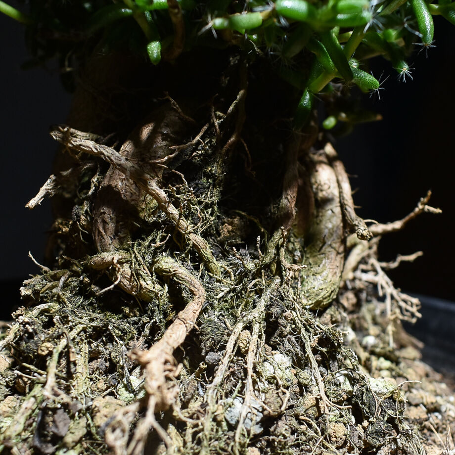 トリコディアデマ ステラツム 宙来宝 RF230116 | RAFLUM / ラフラム