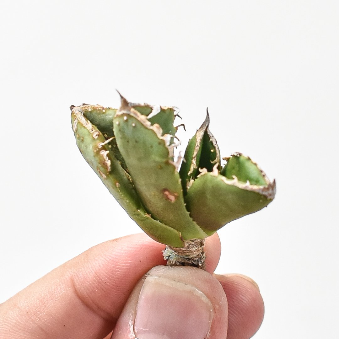 アガベ チタノタ 麻花龍 【台湾 berlin産/子株/抜き苗】BE2402693 | RA