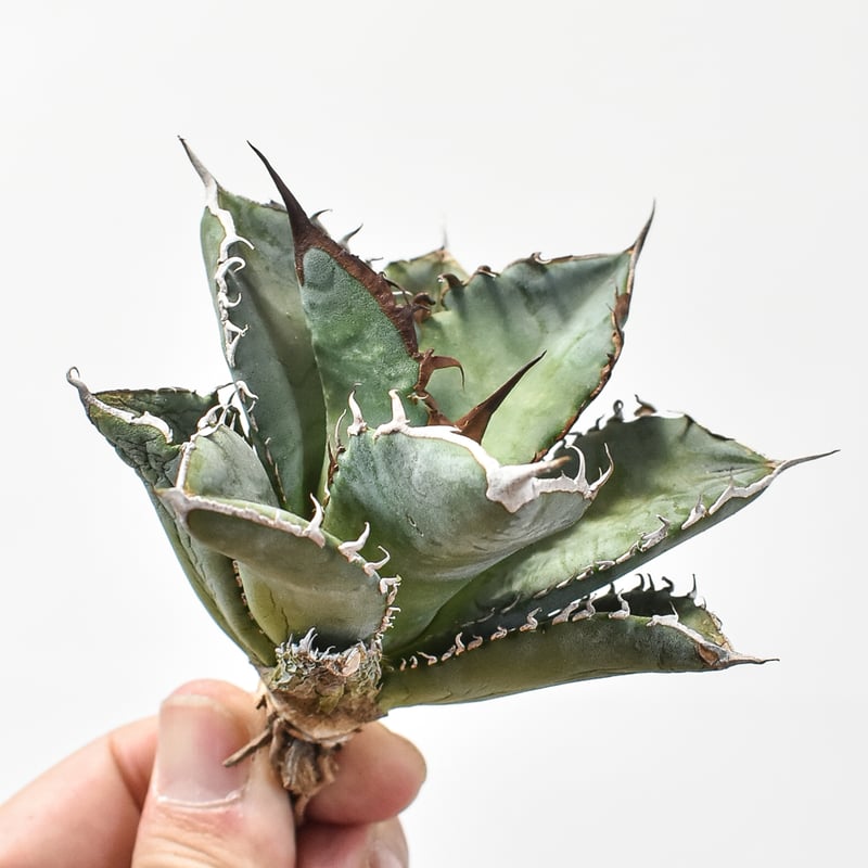 アガベ チタノタ 