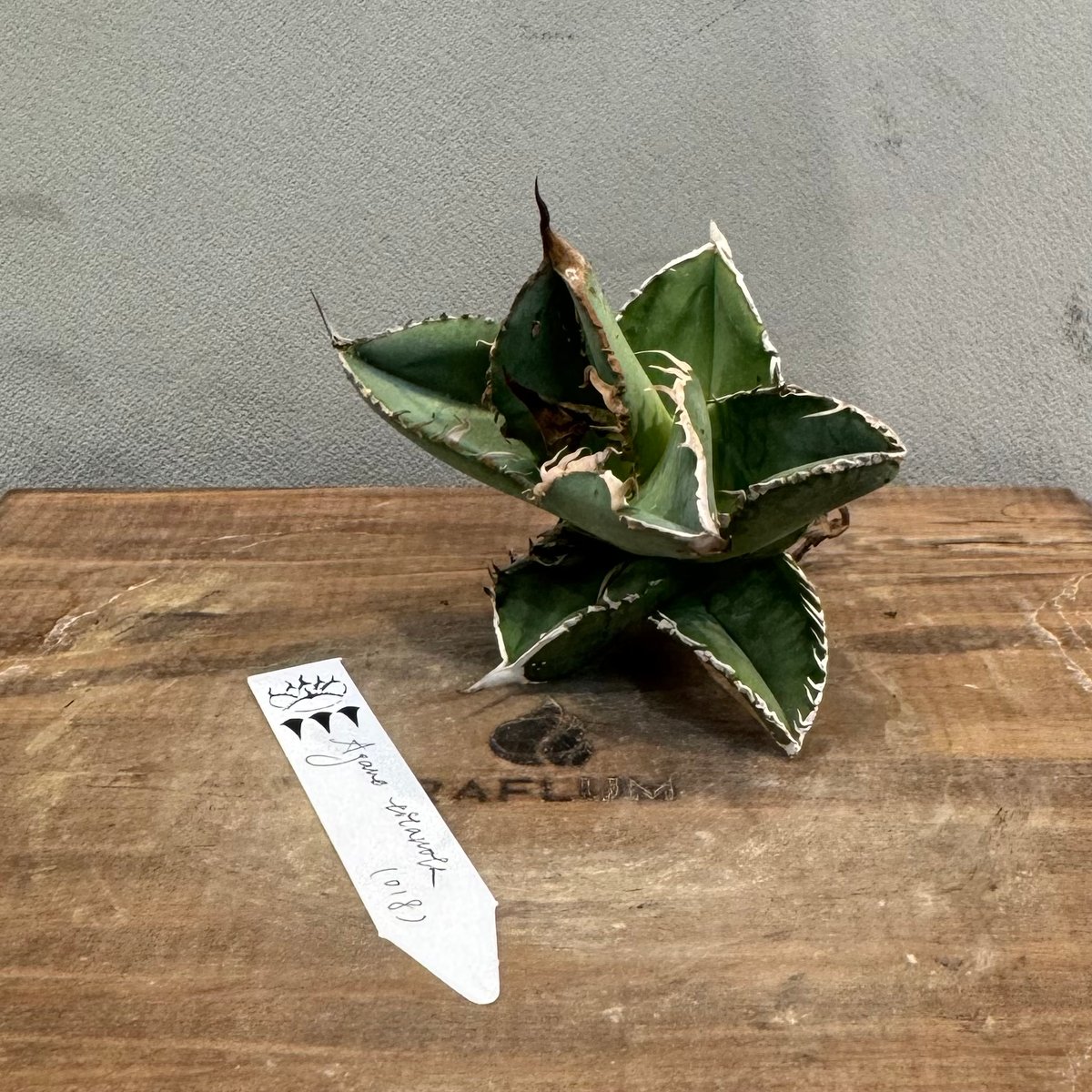 子株】 アガベ チタノタ ギロチン guillotine ロウルサンコ株