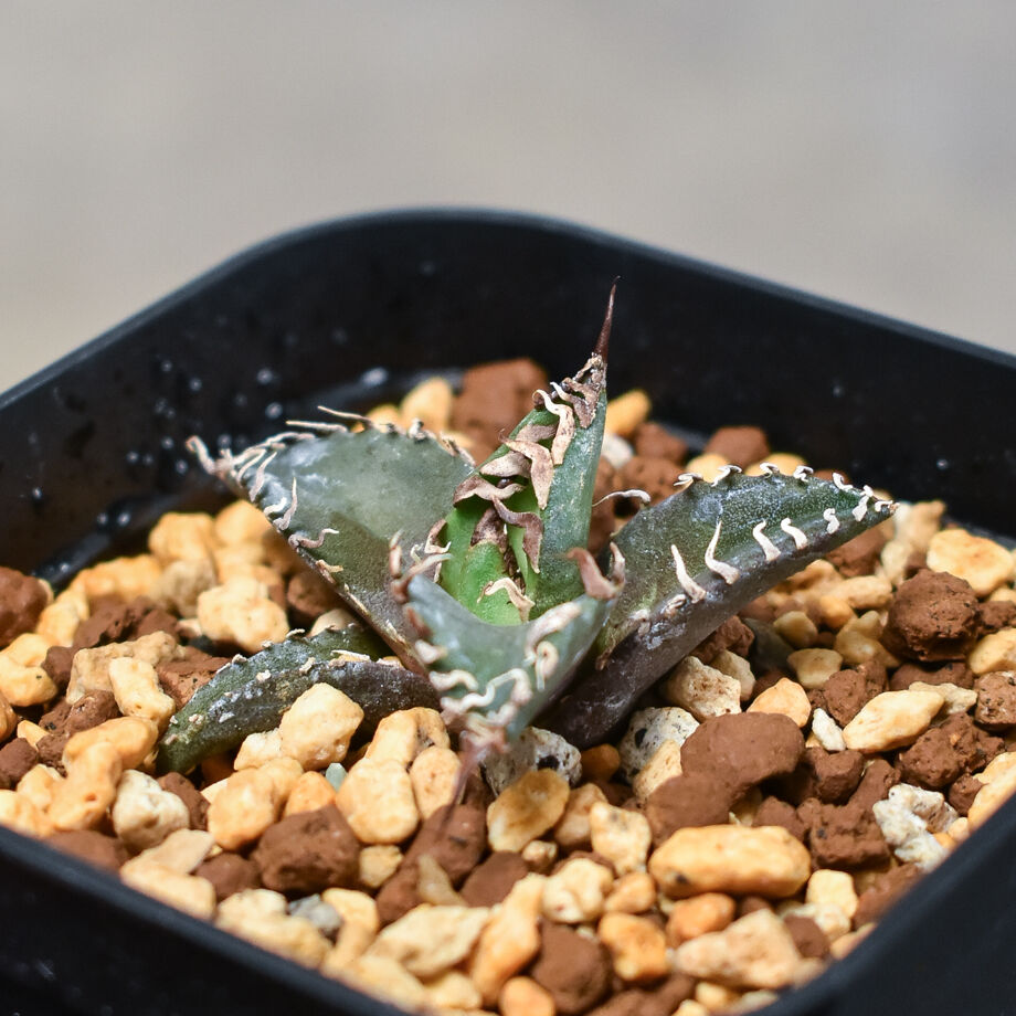 アガベ チタノタ 