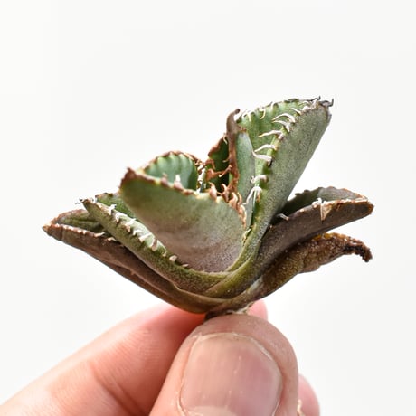 アガベ　星空　親株出品　子株付き アガベ星空子株②