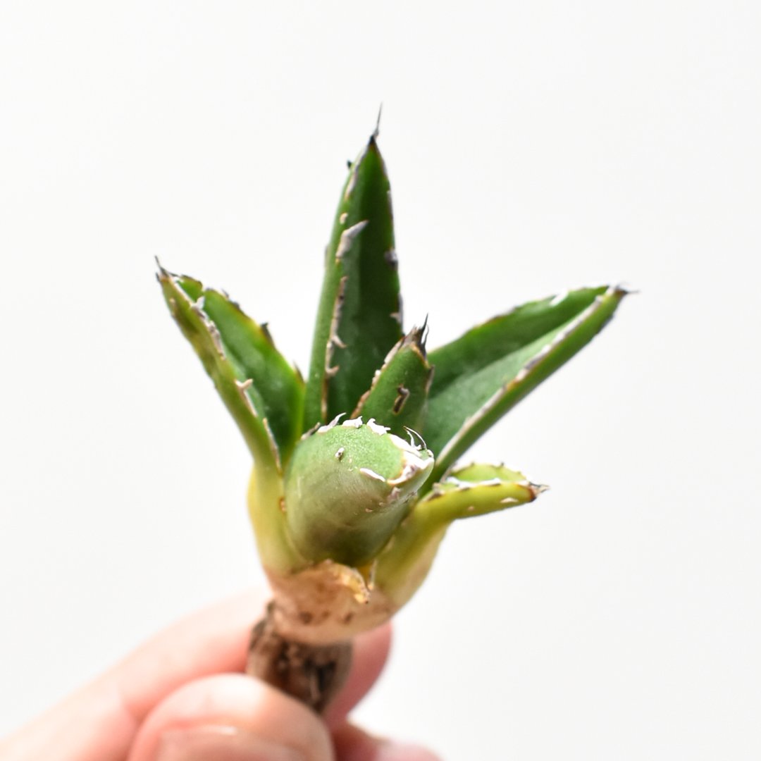 アガベ Dennis ピンティラ【台湾DENNIS産/抜き苗/子株】DN25010571 |