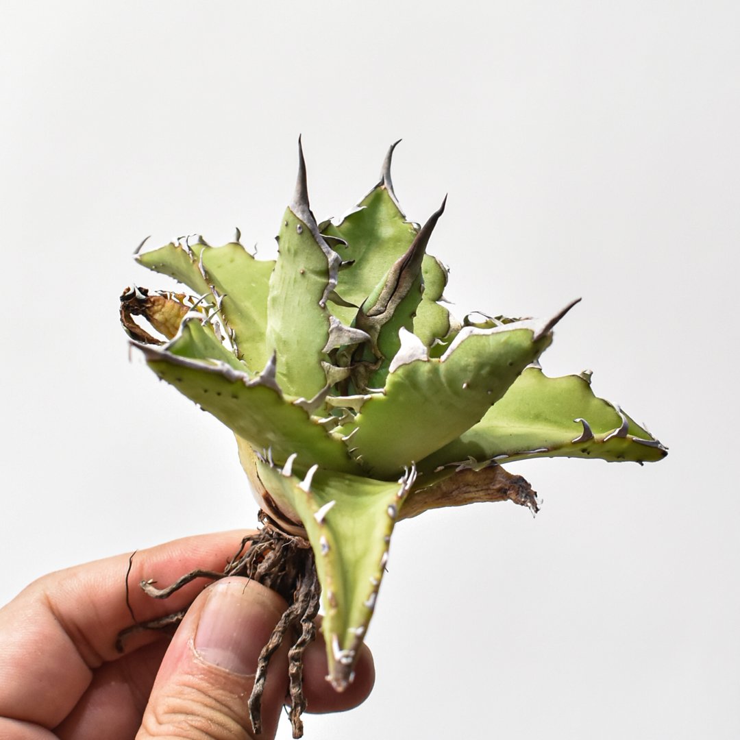 アガベ ハイブリット 