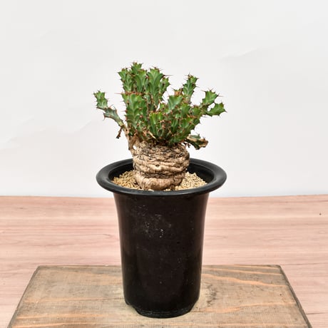ユーフォルビアクラビゲラ ユーフォルビア クラビゲラ1 | STELLA.PLANTS