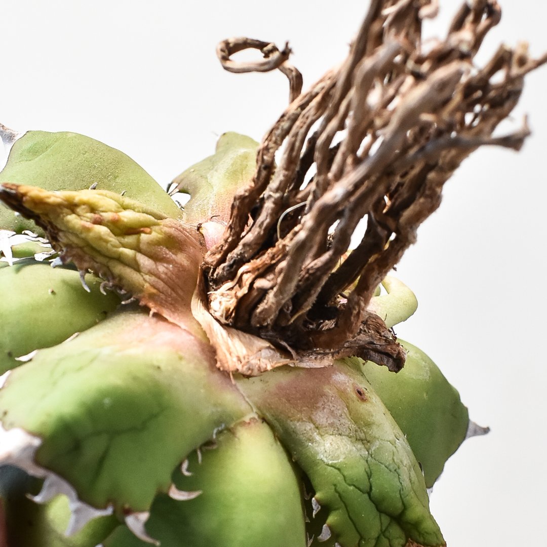 チタノタ 姫巌竜 選抜株 コンパクト ドワーフ アガベ チタノタ ドワーフ / 姫厳竜 