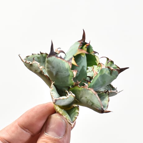 アガベブルーダイヤモンド | STORES