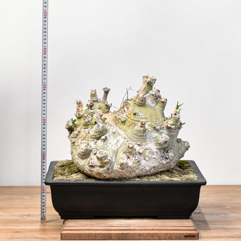 WACK” ON YOUR SIDE】アデニア ペチュエリー 