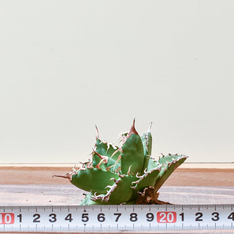 アガベ チタノタ ウルヴァリン / 金剛狼 【台湾 dragon agave産/子株