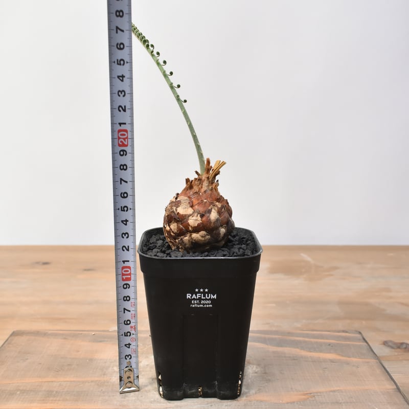 サイカス カイルンシアナ 【実生】RF25011359 | RAFLUM / ラフラム