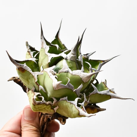 アガベ　チタノタ　ハデス　親株　agave アガベ・チタノタ ハデス (黒帝斯)_小-012｜agave titanota hades |