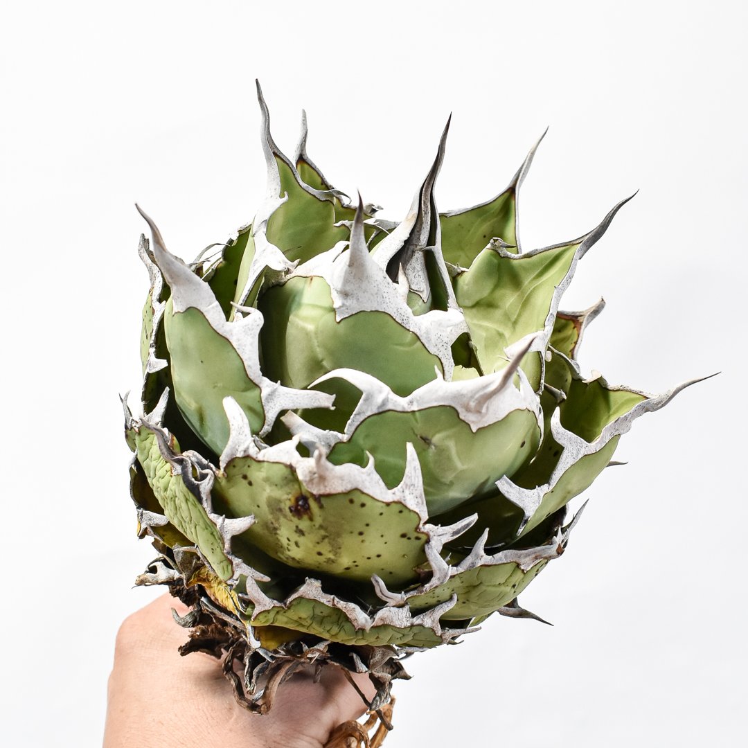 アガベ チタノタ 