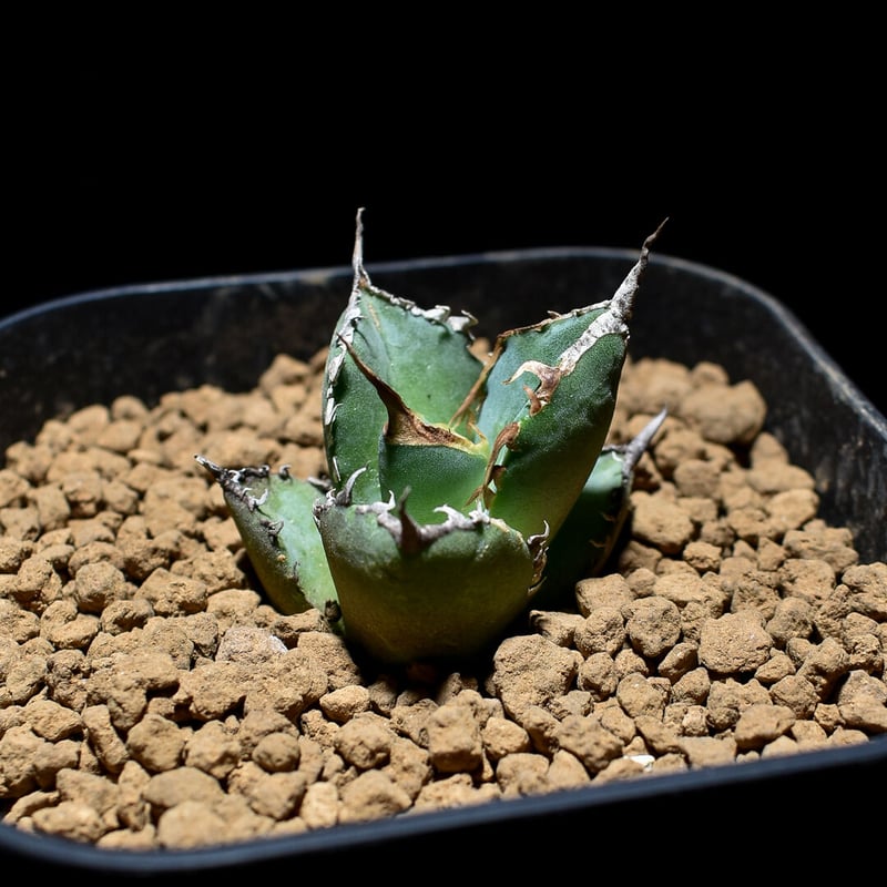 アガベ チタノタ 