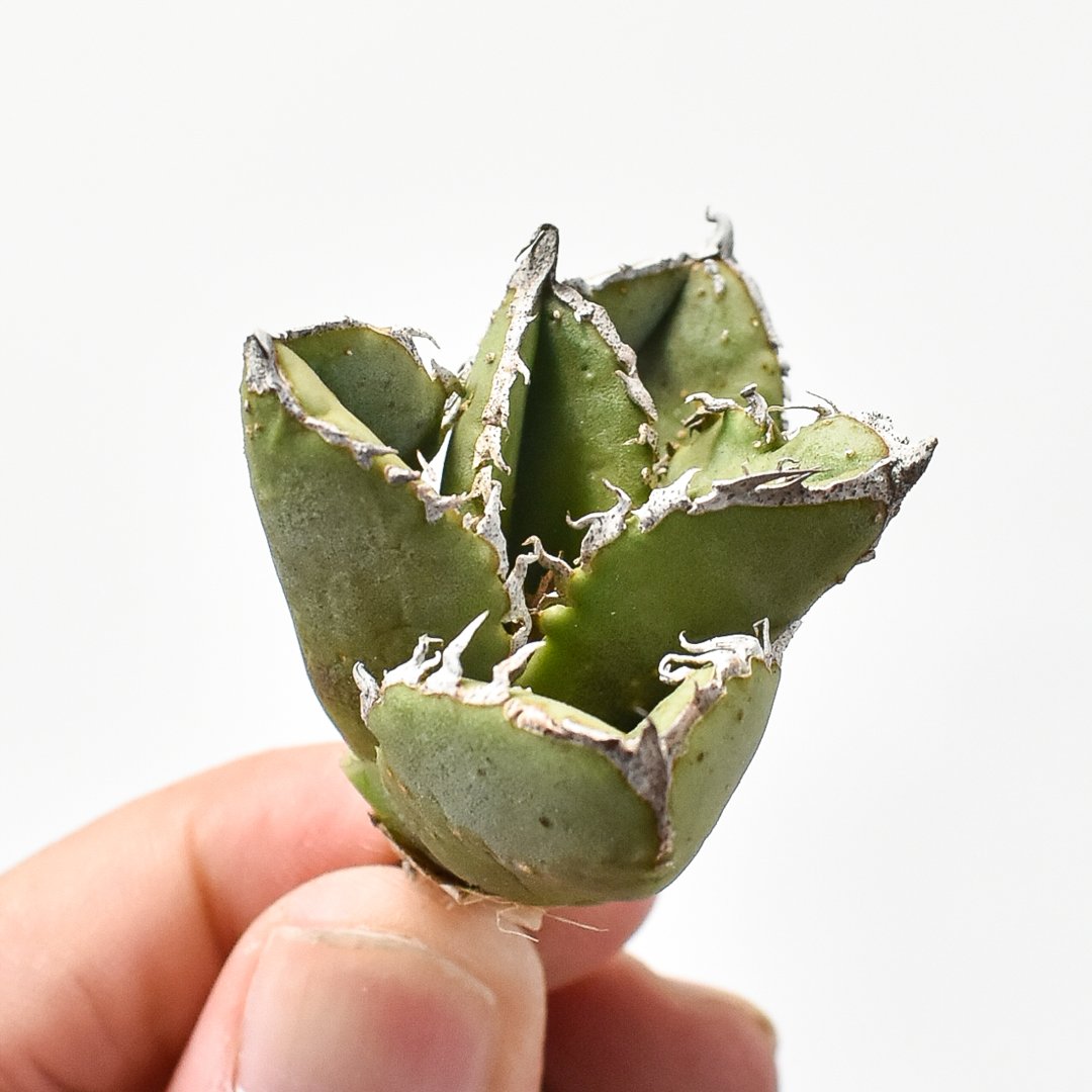 アガベ キングアーサー 毒刺産 King Arthur 亞瑟王 Agave