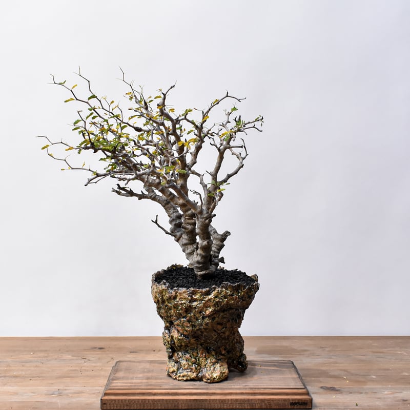 こ*う様 センナ　メリディオナリス　大株 センナ メリディオナリス 