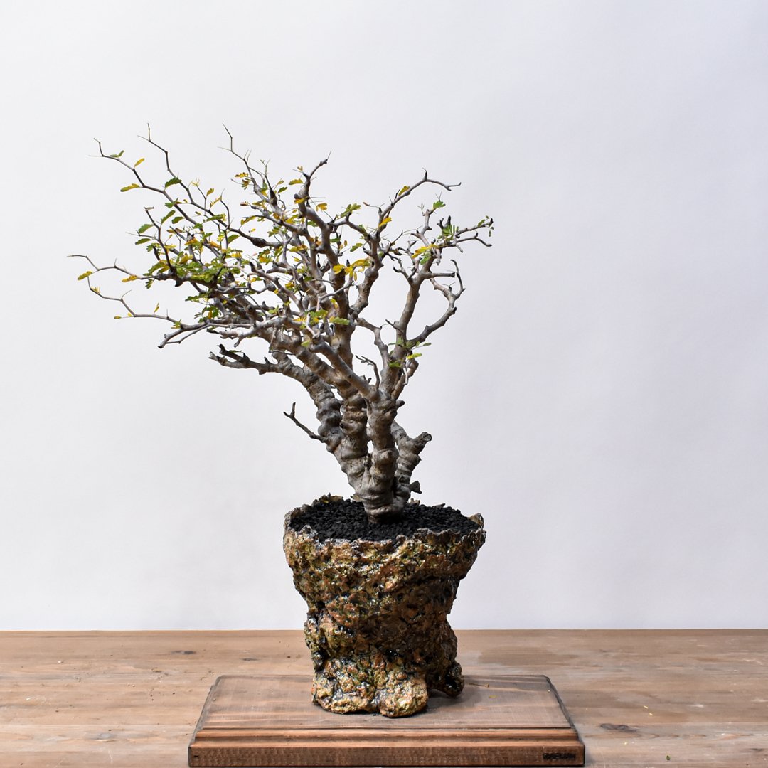 センナ メリディオナリス 