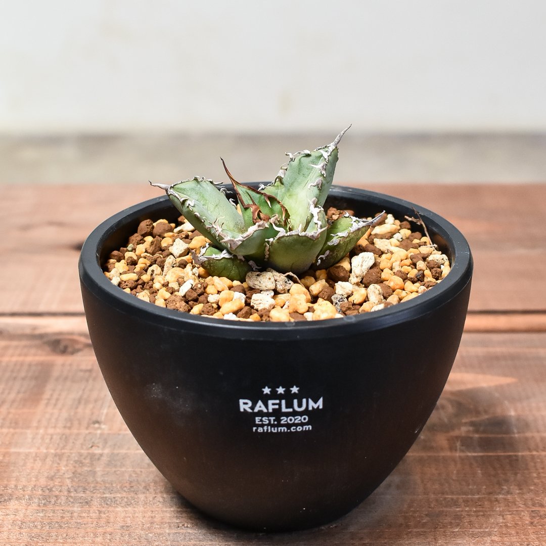 アガベ チタノタ  