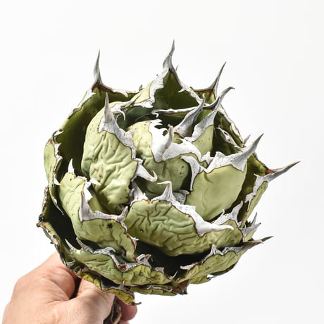 アガベ チタノタ 精品フクロウ / 精品猫頭鷹 , 精品アザラシ / 精品海豹 "大株"【台湾 Shi-hao産/抜き苗/大株】SH2402683(T)