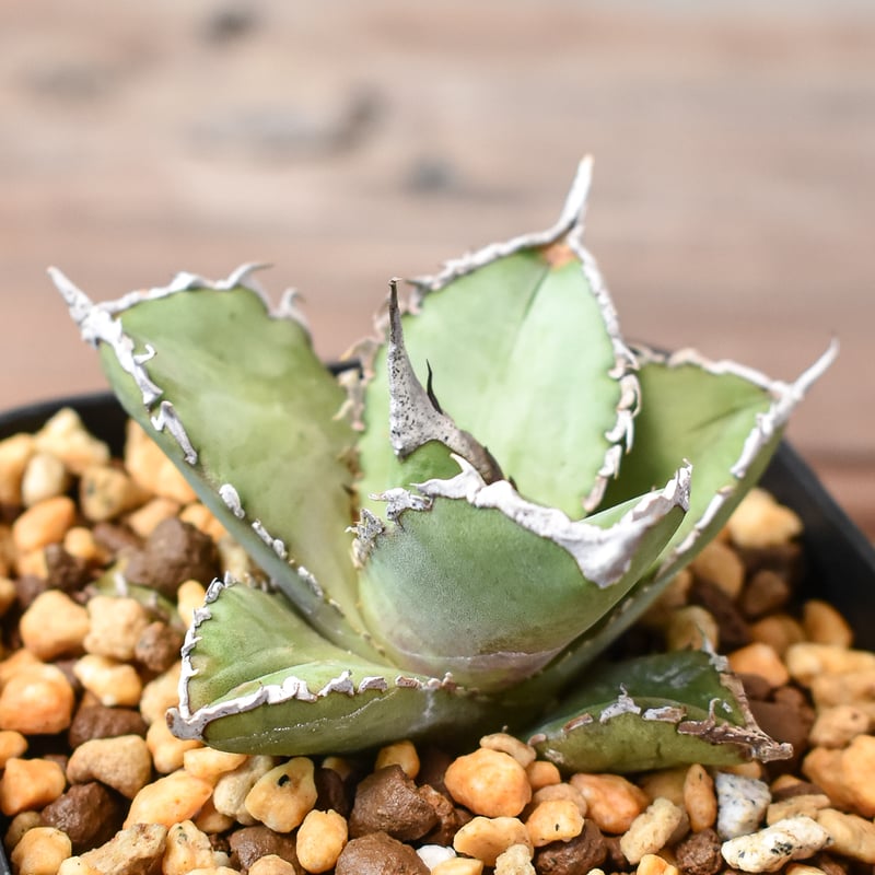 アガベ チタノタ 