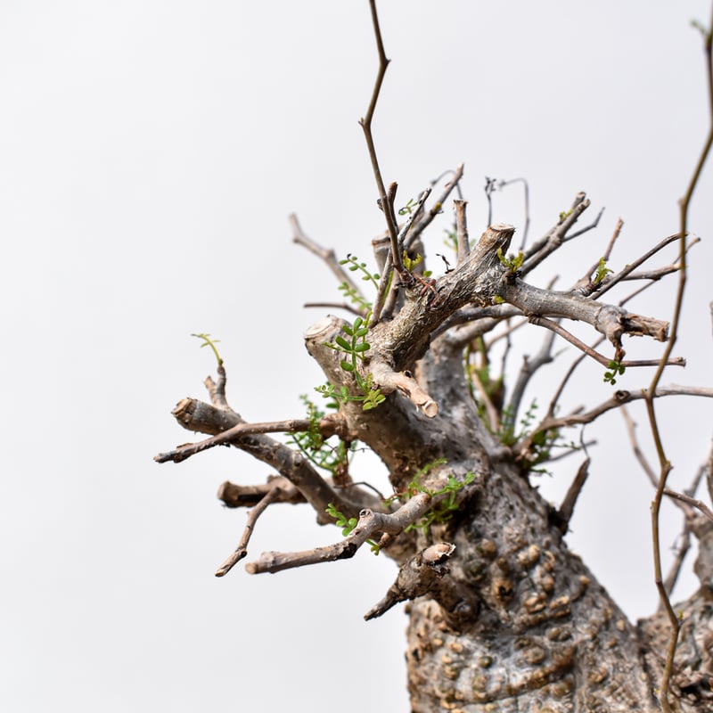 オペルクリカリア パキプス 