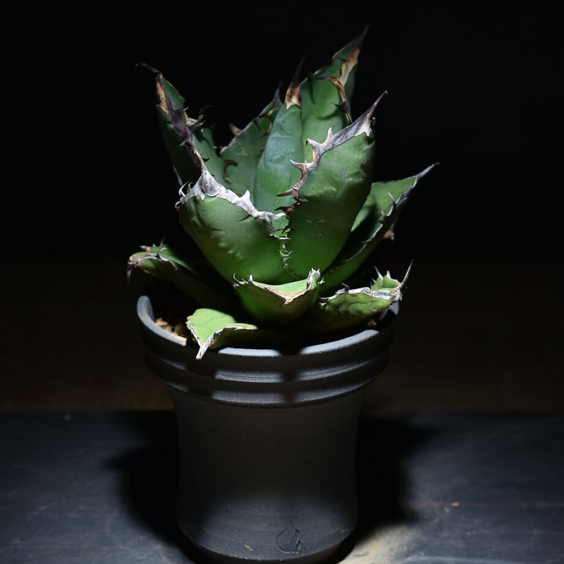 アガベ チタノタ ブラックファイヤー 