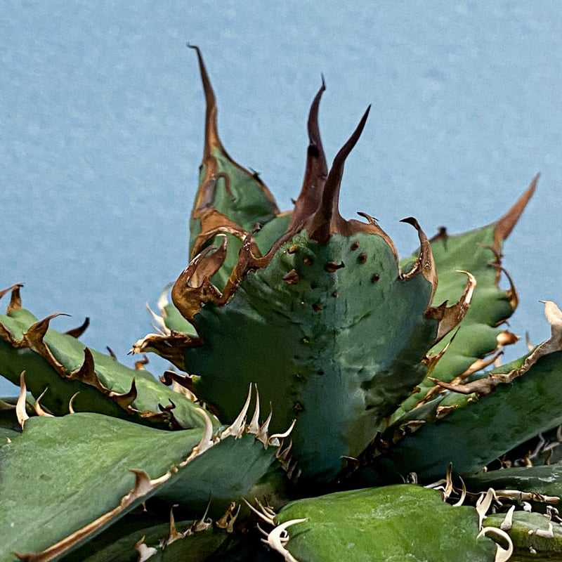 アガベ ハイブリット 