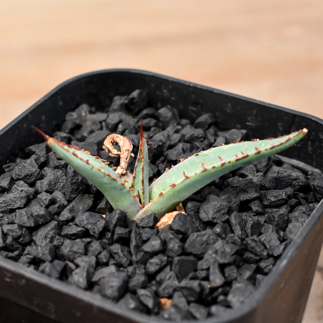 アガベ Dennis hybrid 笹之雪x屈原之舞扇 【台湾DENNIS産/発根