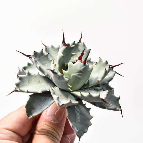 アガベ ハイブリット アメリカ白銀甲蟹(美系白銀)×象牙妖炎【台湾botanical_seeker産/選抜株】RF25011802