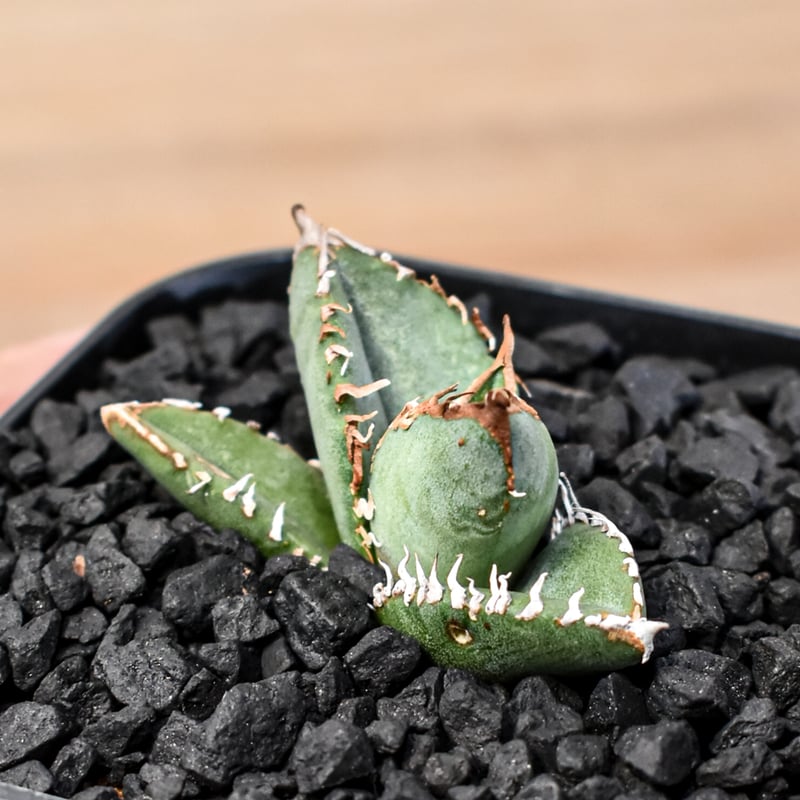 アガベ　チタノタ　shihao産　星空　ぶつぶつ アガベ チタノタ shihao産 星空 ぶつぶつ アガベ チタノタ