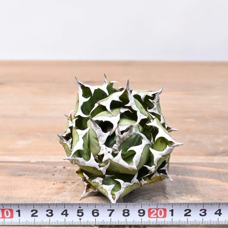 アガベ チタノタ ドワーフ / 