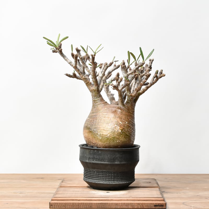 RAFLUMコレクション】パキポディウム グラキリス 