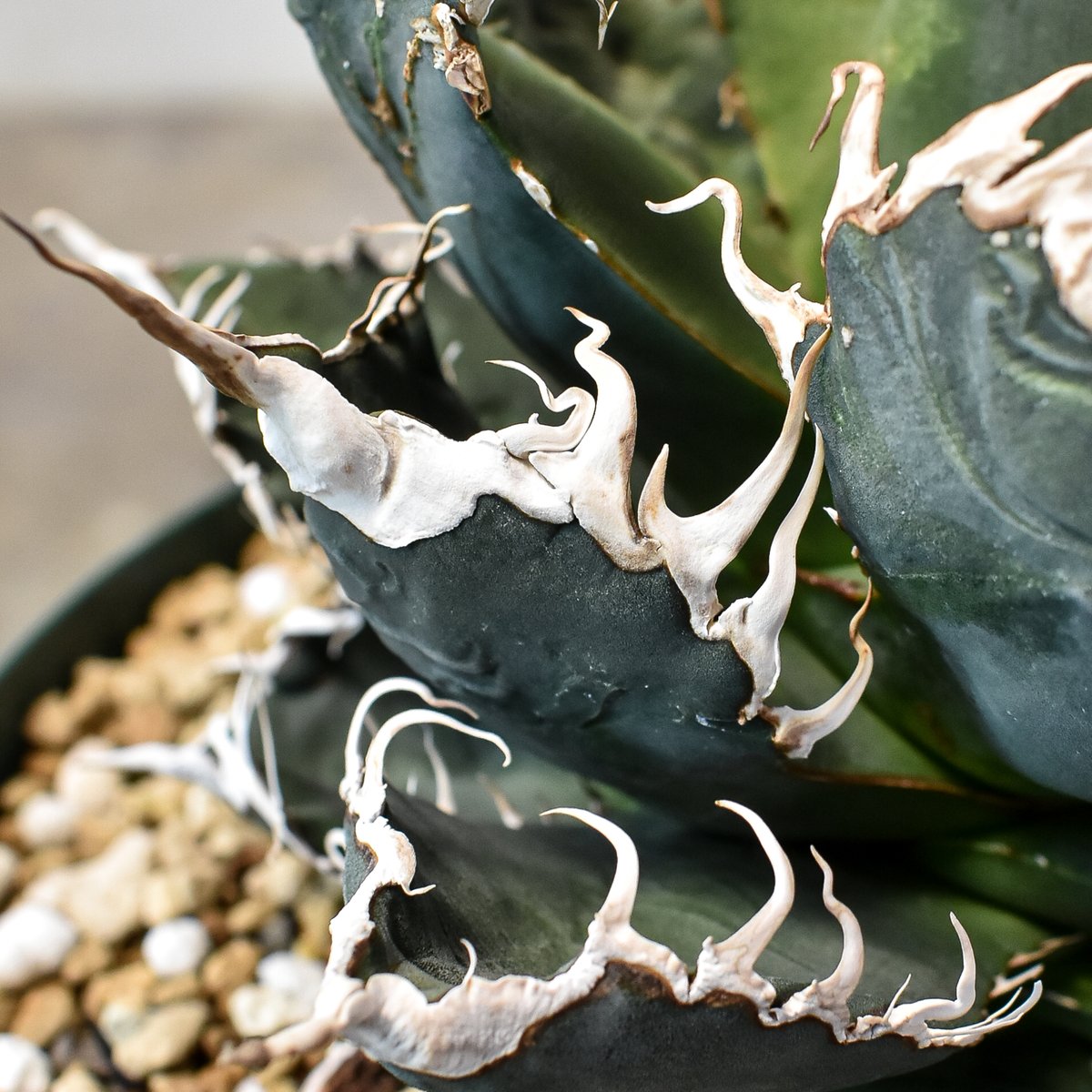 アガベ悪魔くん