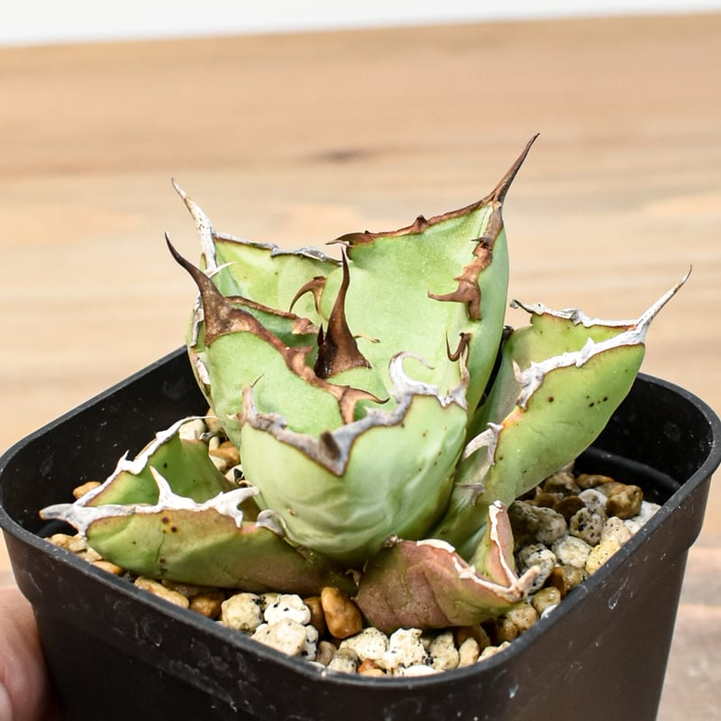 アガベ チタノタ REZA産アングリーハート（中株）※希少 アガベ チタノタ 