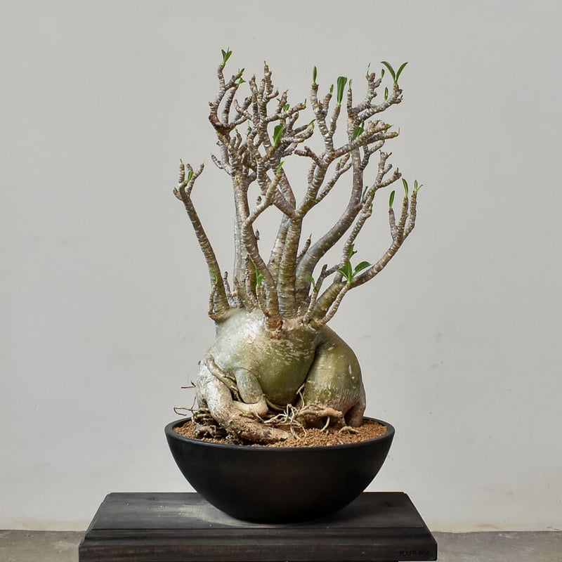 アデニウム アラビカム（発根済み）RF231014 | RAFLUM / ラフラム