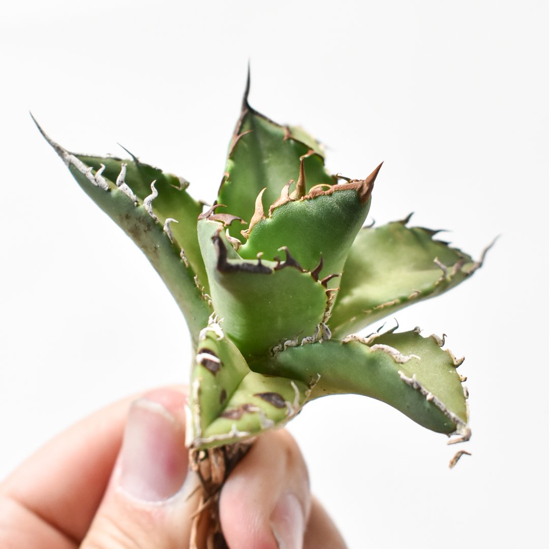 アガベ チタノタ ハイブリッド 黑帝斯(ハデス)×姬嚴龍 【台湾 dragon