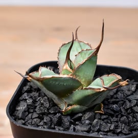 【超激レア子株発根済み】①JEREMY選抜hybrid オアハカ＆ホリダ子株 超激レア子株発根済み】①JEREMY選抜hybrid オアハカ＆ホリダ子株