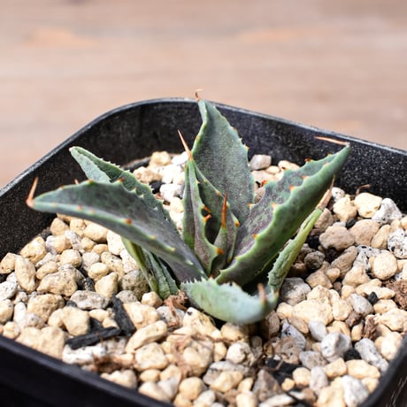 アガベ ハイブリット "邪霊" (特白肌怒雷神×血妖) 【台湾botanical_seeker産】A RF25011744