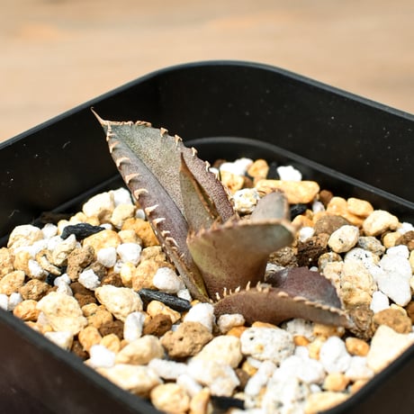 【RAFLUM育成株 5個セット】アガベ Mexico oteroi seeding / オテロイ実生 メキシコ産  【RAFLUM産/実生/子株】E3