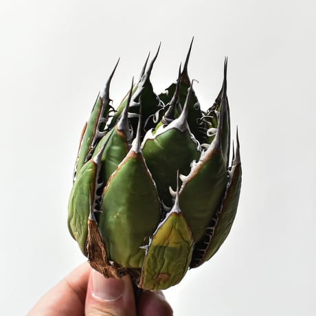 アガベ 精品ホリダ "精品狂刺霍利達"【台湾 dragon agave産/中株/抜き苗】A94