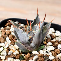 アガベ ハイブリット "邪霊" (特白肌怒雷神×血妖) 【台湾huplants2010産/子株販売】RF25012128