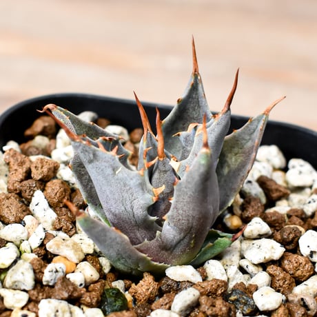アガベ ハイブリット "邪霊" (特白肌怒雷神×血妖) 【台湾huplants2010産/子株販売】RF25012128