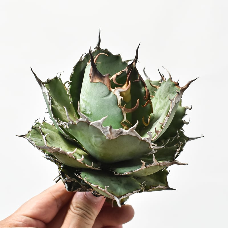 国内実生最高峰】アガベ オテロイ【OSPセレクト株 / 抜き苗 / 実生】21