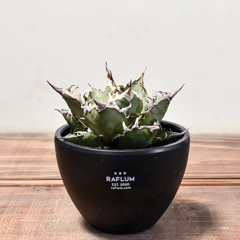 アガベ チタノタ シーザー / 凱撒 【台湾産/中株/発根済み】RF231615