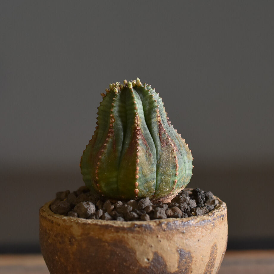 サ*ん様 ユーフォルビア オベサ オールド 木質化 fit=scale-down,w=1200