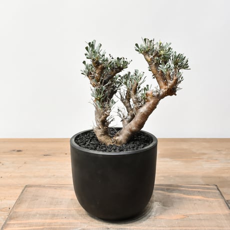 n*m様 オトンナ ユーフォルビオイデス 実生 ② オトンナ・ユーフォルビオイデス 2年半の成長記録 | すごいグリーン