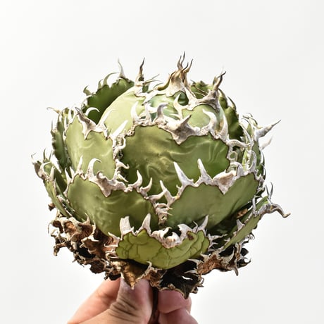 アガベ チタノタ  フィリグリー"精品 圓葉拇指"【台湾 dragon agave産/抜き苗/中株】RFDG25010928