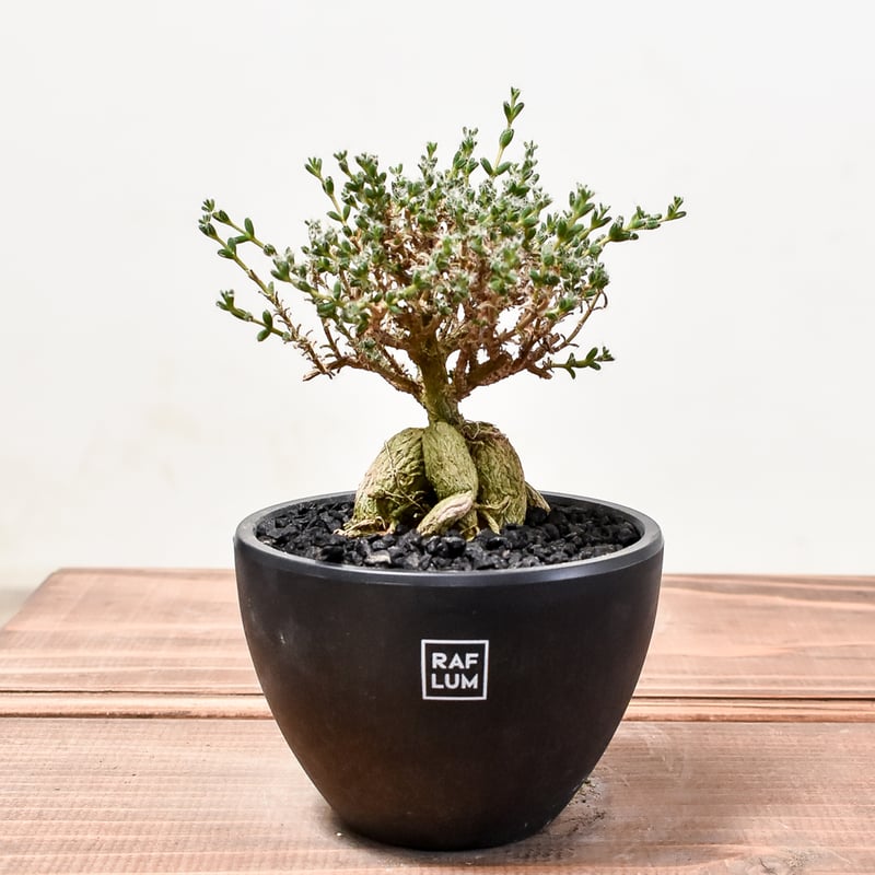 トリコディアデマ ブルボスム 