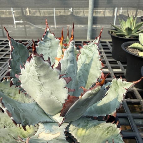 アガベ ハイブリット "A12" (特白肌怒雷神×屈原) 【台湾huplants2010産/髭産/子株販売】RF25011613