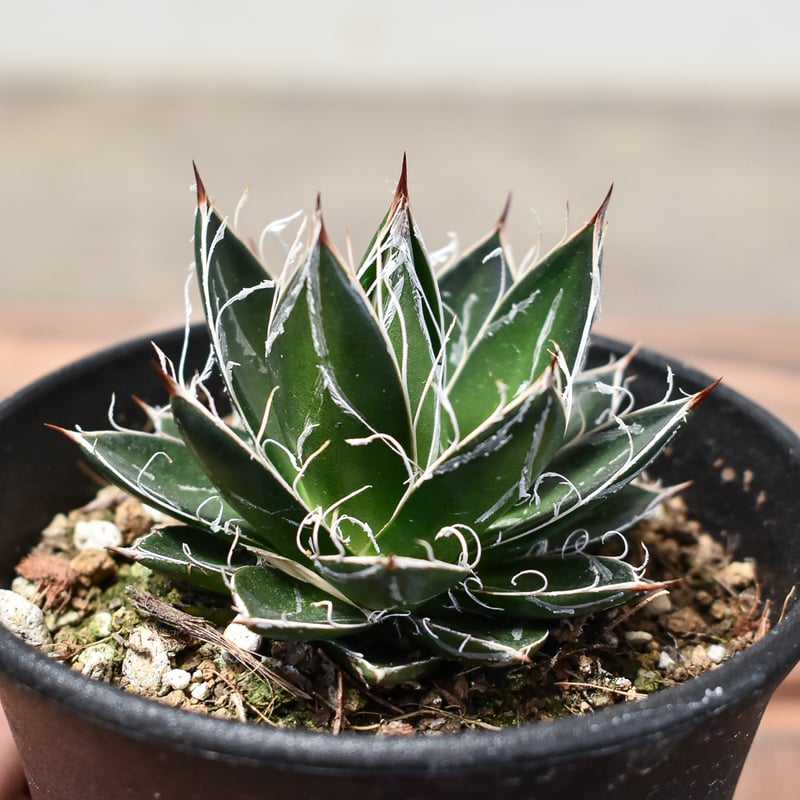 アガベ　モンタナ　フィリフェラ　２個セット アガベ モンタナ フィリフェラ 2個セット