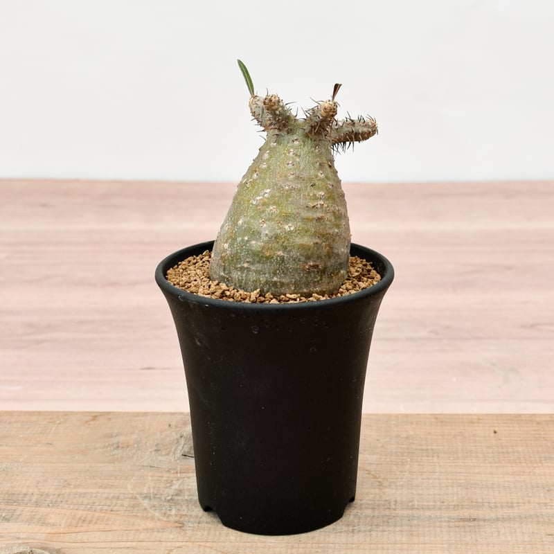 パキポディウム グラキリス手乗りPachypodium gracilius パキポディウム グラキリス 